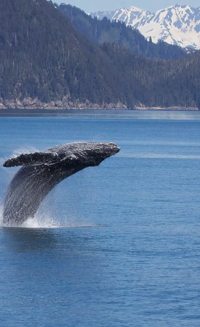 A humpback whale breaching clear of the water — a photograph of the species, not of the whale seen off Hurghada.