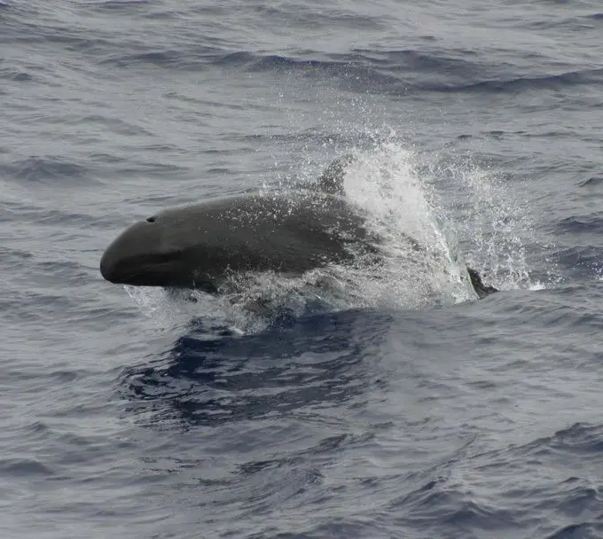 A false killer whale (Pseudorca crassidens) swimming at the surface in open water — a file photograph of the species, not the pod recorded off Hurghada.