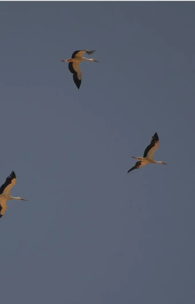 White storks photographed at Ain Sokhna on Egypt's Red Sea coast. The species is among the migrants that cross the region in autumn.