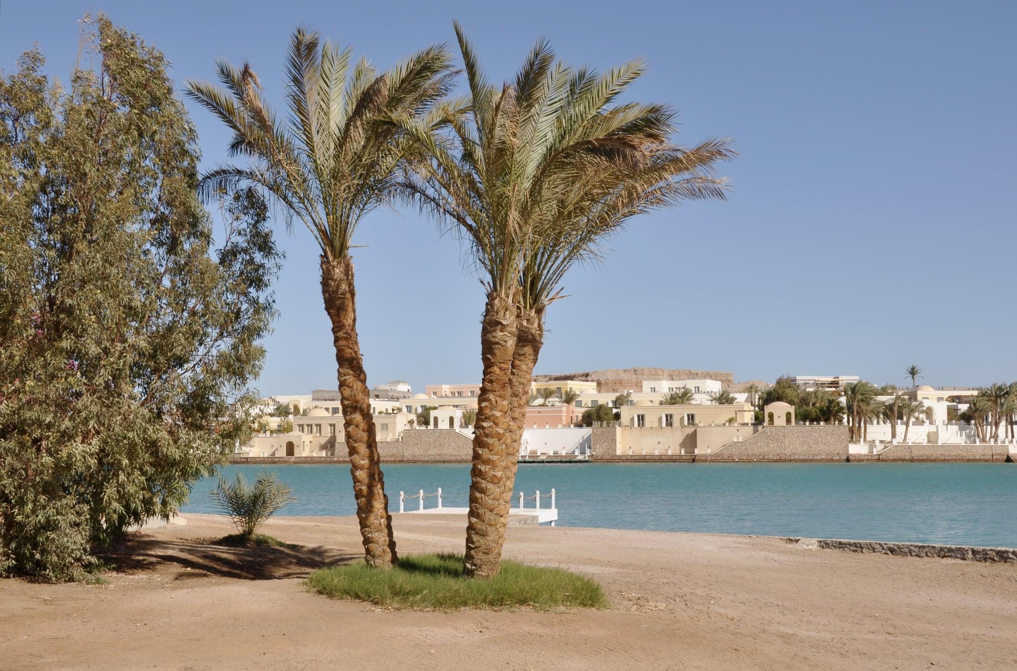 Date palms on the sandy shore of an El Gouna lagoon, pastel villas and a jetty across the turquoise water